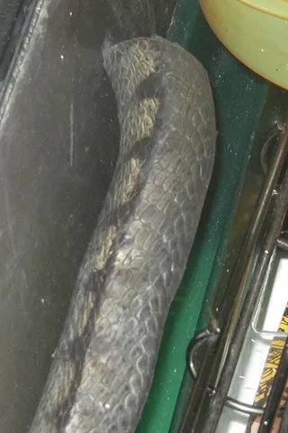 Sample Game - Snake Tail Cut Off*