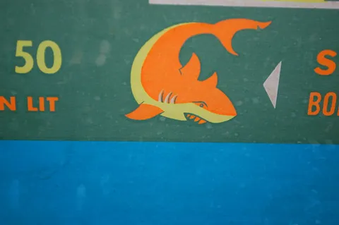 Shark*